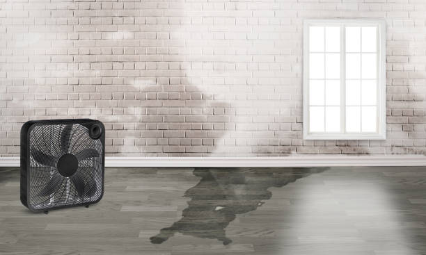Best Mold removal after water damage  in Newport, AR